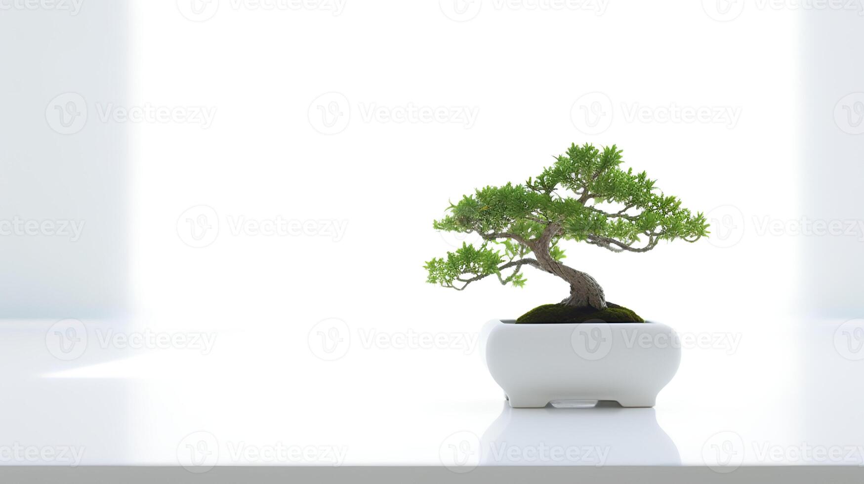 Photo of bonsai in minimalist pot as houseplant for home decoration isolated on white background.