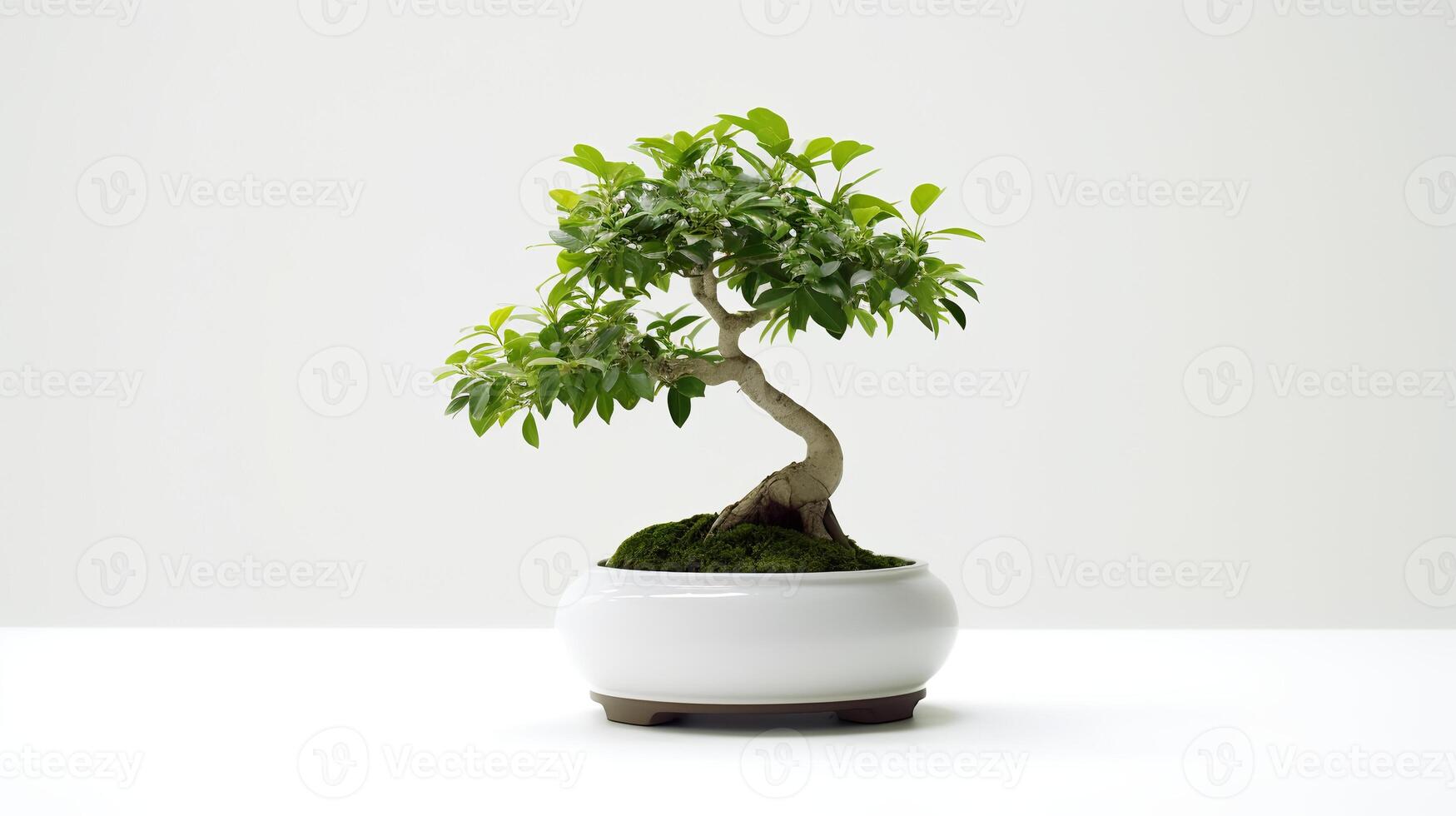 Photo of bonsai in minimalist pot as houseplant for home decoration isolated on white background.