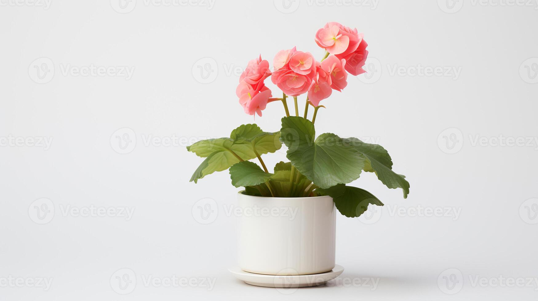 Photo of Begonia in minimalist pot as houseplant for home decoration isolated on white background. Generative AI