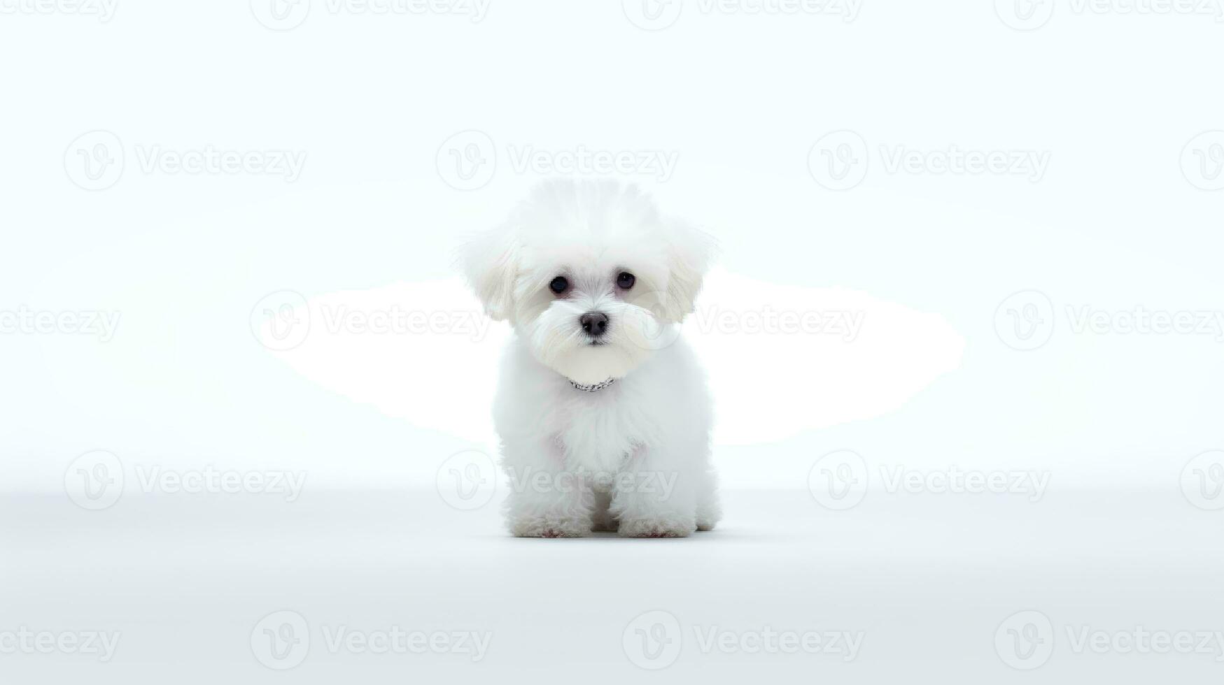 Photo of a Bichon Fise dog on white background. Generative AI