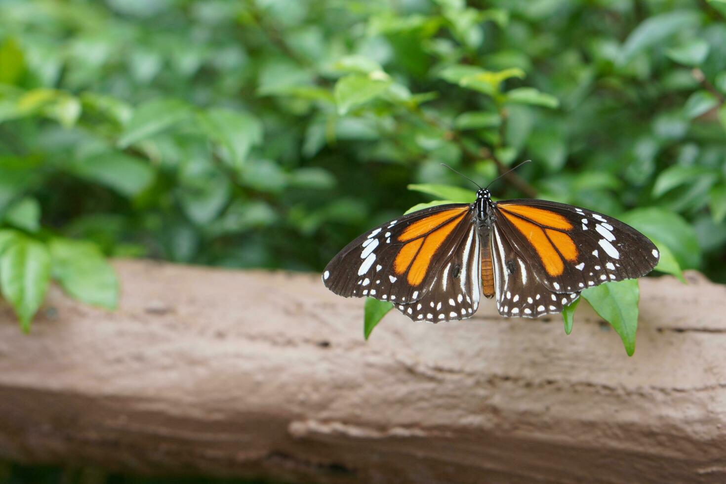 Butterfly catch leaf. photo