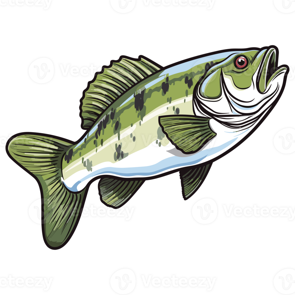 Bass fish illustration, freshwater sportfishing png