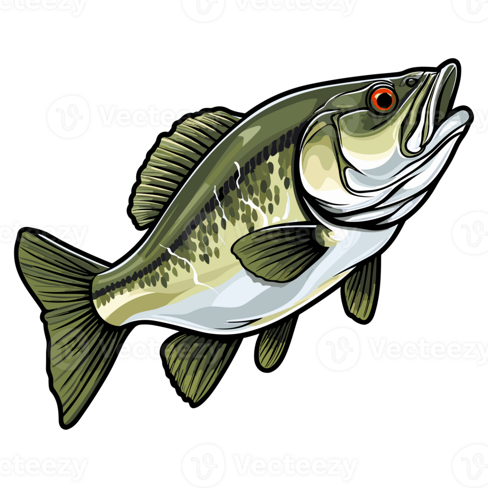 Bass fish illustration, freshwater sportfishing png