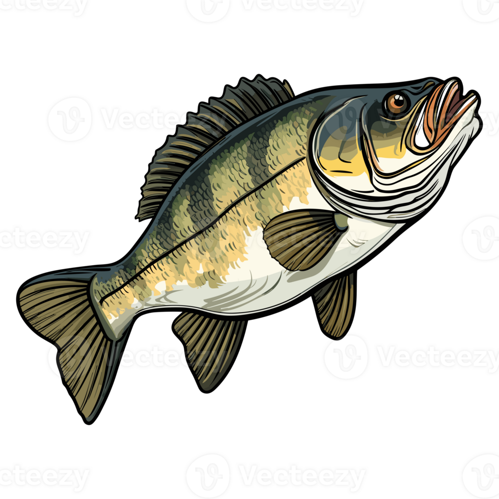 Bass fish illustration, freshwater sportfishing png