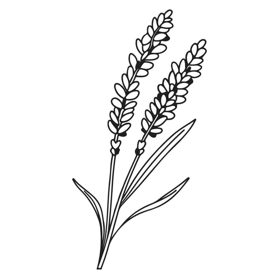 Spring lavender branch icon, botanical elements. rustic herbs. vector