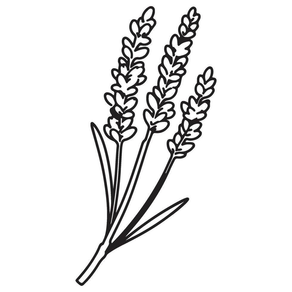 Spring lavender branch icon, botanical elements. rustic herbs. vector