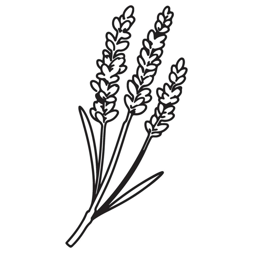 primavera lavanda rama icono, botánico elementos. rústico hierbas. vector