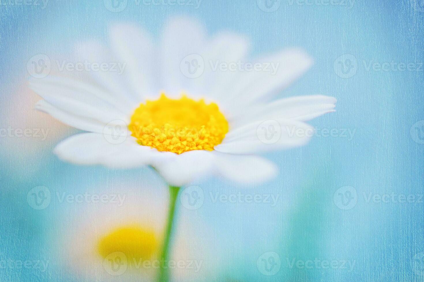 Beautiful textured background of a daisy flower photo