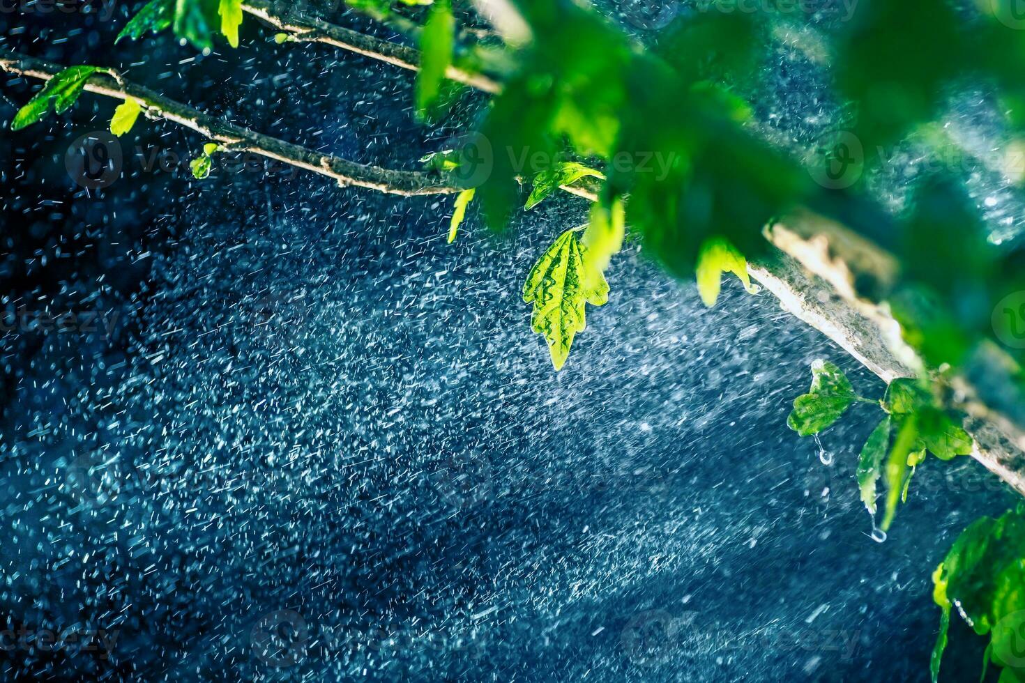 Rain in the rain forest photo