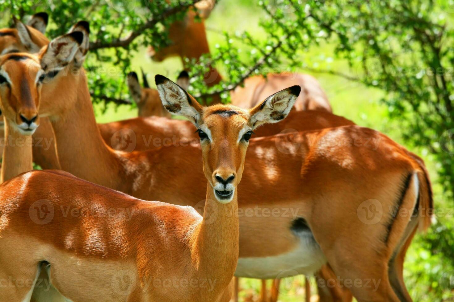 Wild antelope in the wild photo