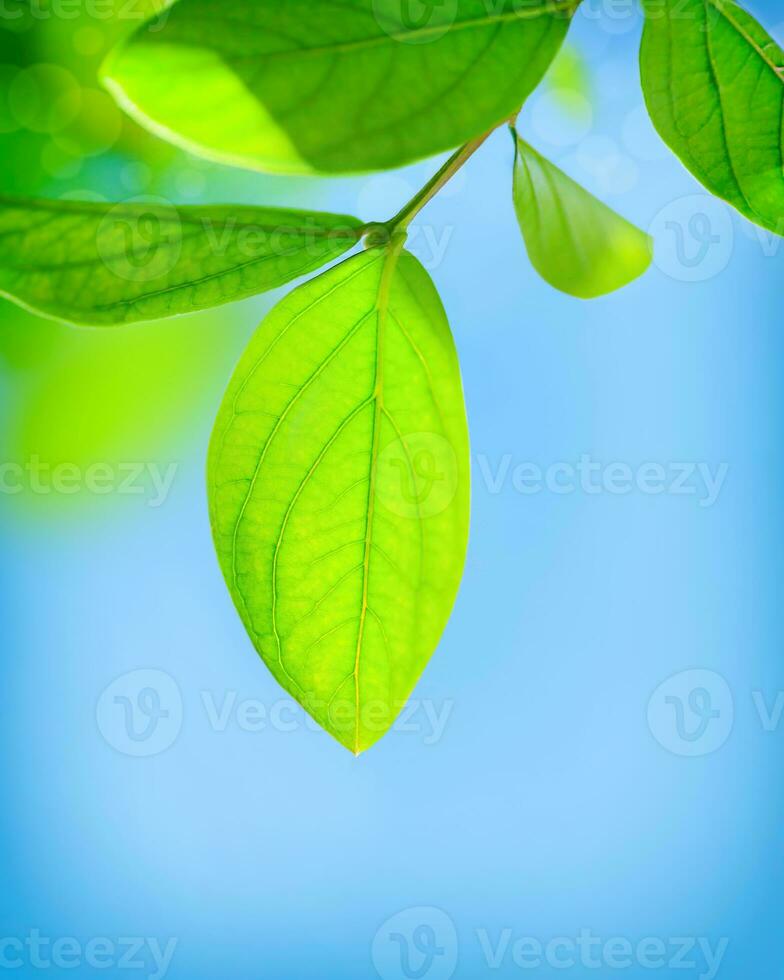 Fresh green leaves photo