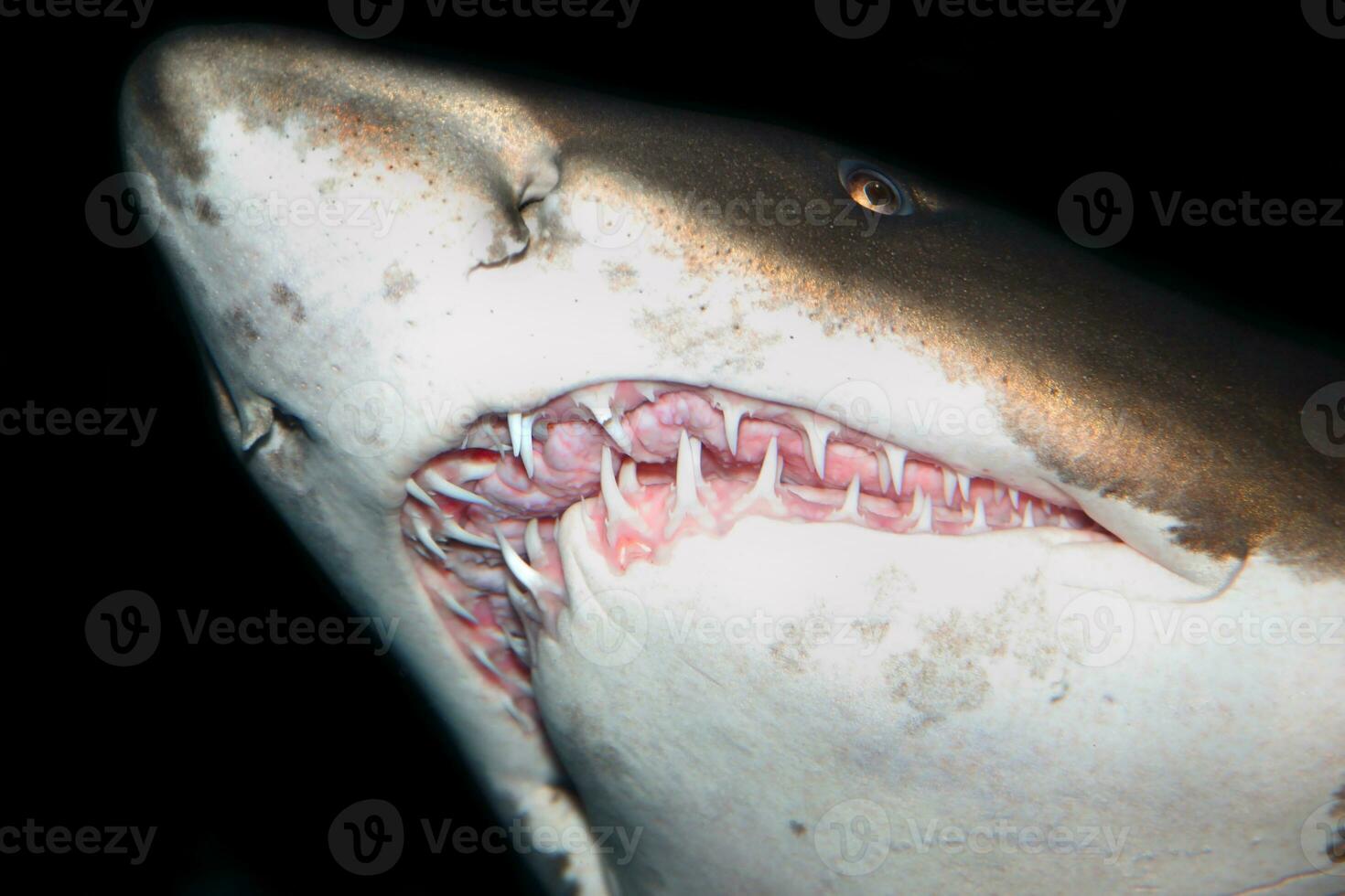 tiburones de miedo dientes foto