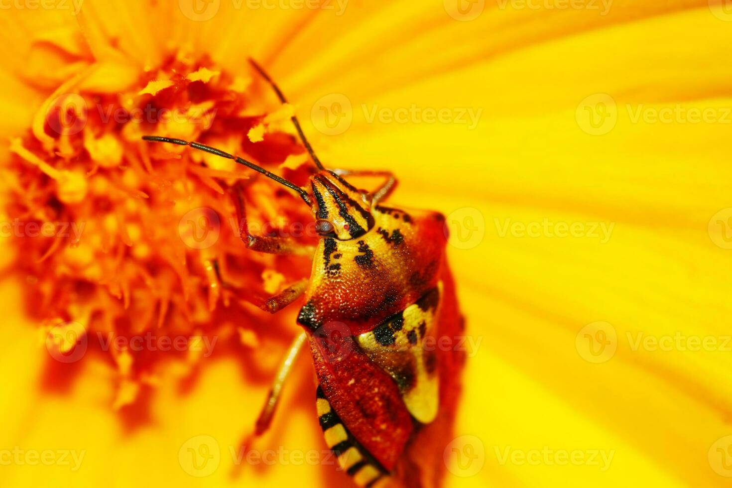 de cerca en flor foto