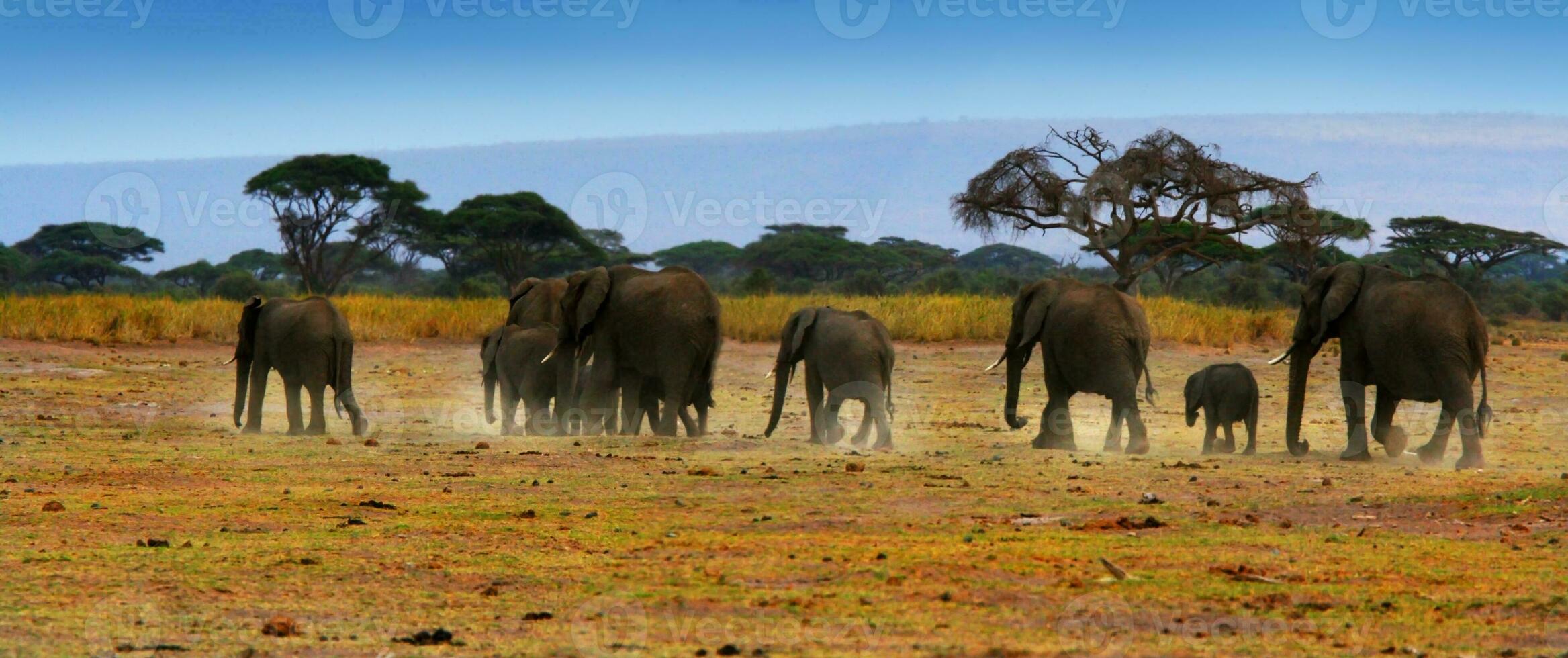 africano salvaje elefantes foto