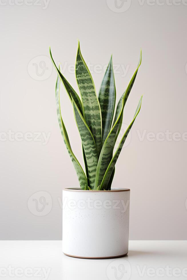 Photo of ornamental plant in minimalist pot as houseplant for home decoration isolated on white background. Generative AI