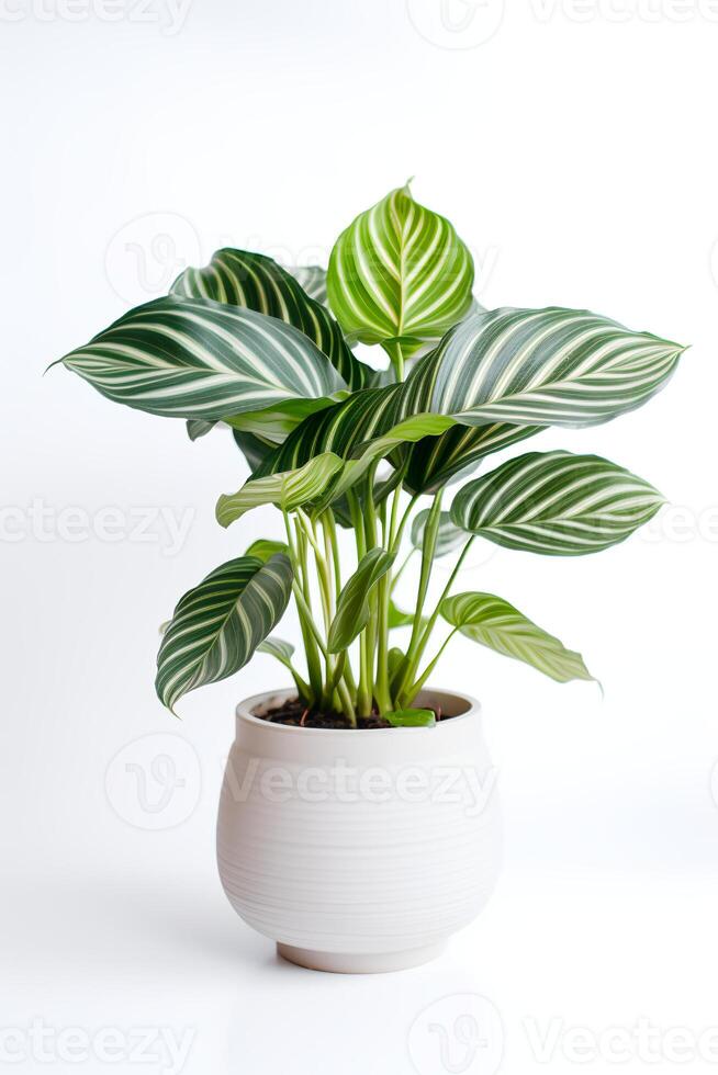 Photo of Calathea orbifolia in minimalist pot as houseplant for home decoration isolated on white background. Generative AI