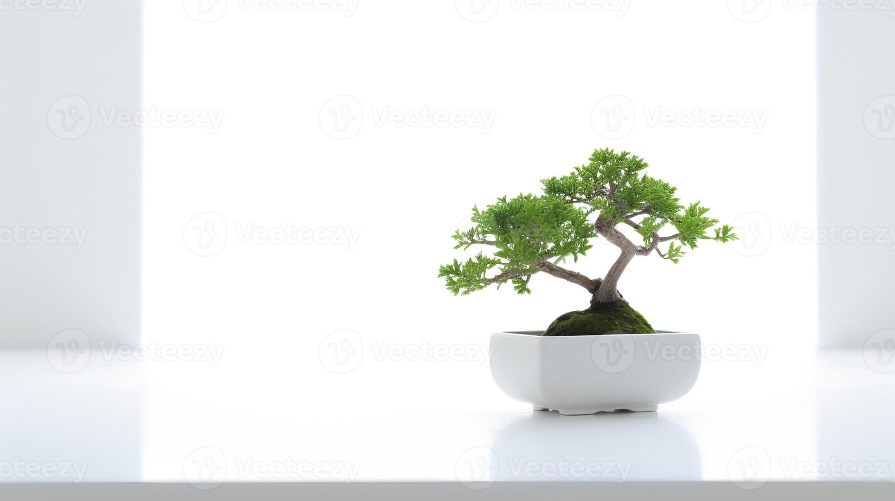 Photo of bonsai in minimalist pot as houseplant for home decoration isolated on white background.