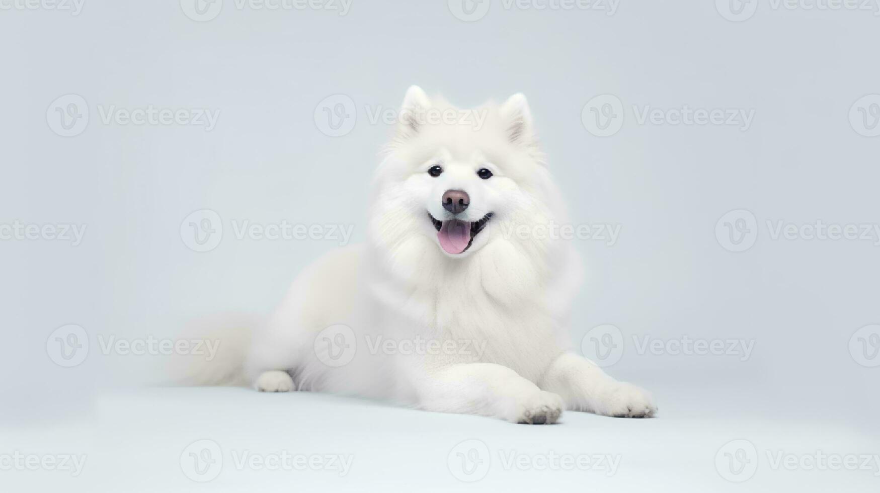 foto de un Samoyedo en blanco antecedentes. generativo ai