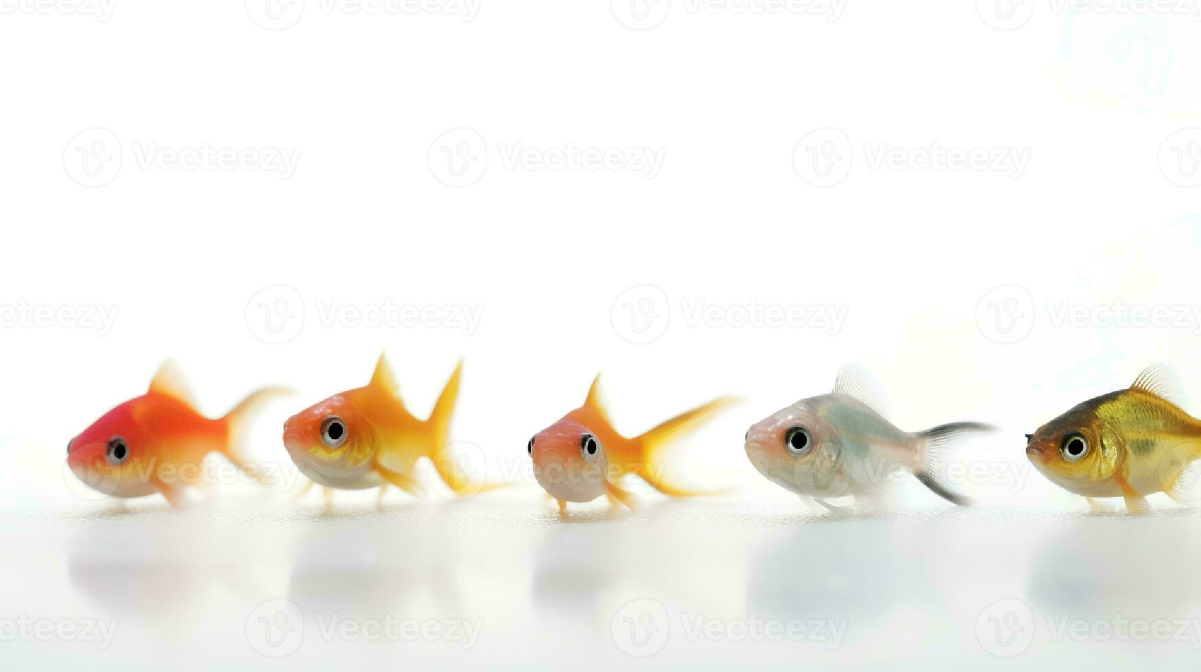 Photo of a tetra fish on white background. Generative AI