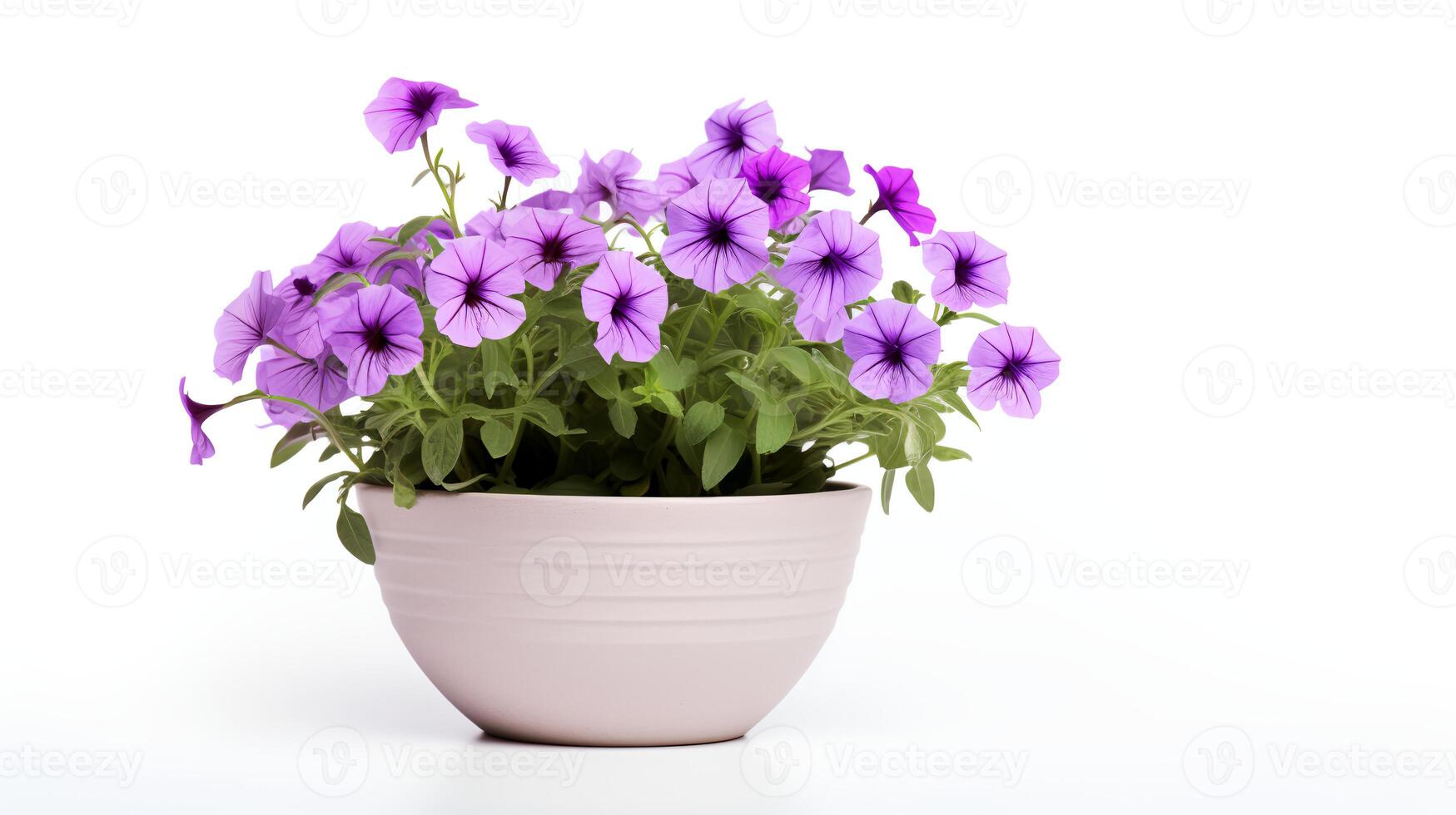 Photo of Petunia in minimalist pot as houseplant for home decoration isolated on white background.