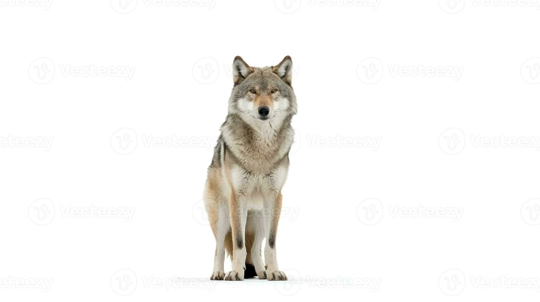 foto de un lobo en blanco antecedentes. generativo ai