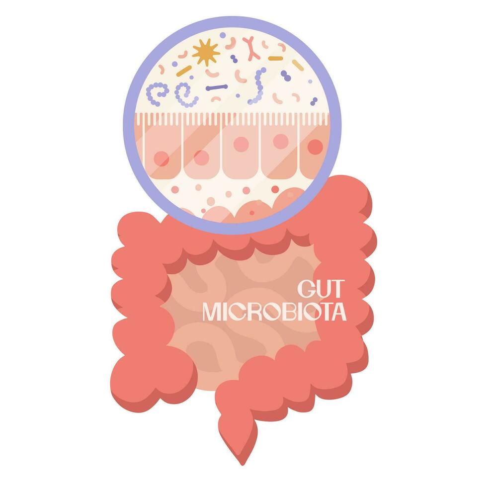 epitelio de gits humano microbioma y intestino anatómico clipart. microbiota y superficie zona de intestinal paredes intestinal vellosidades y epitelial células. digestivo sistema vector ilustración