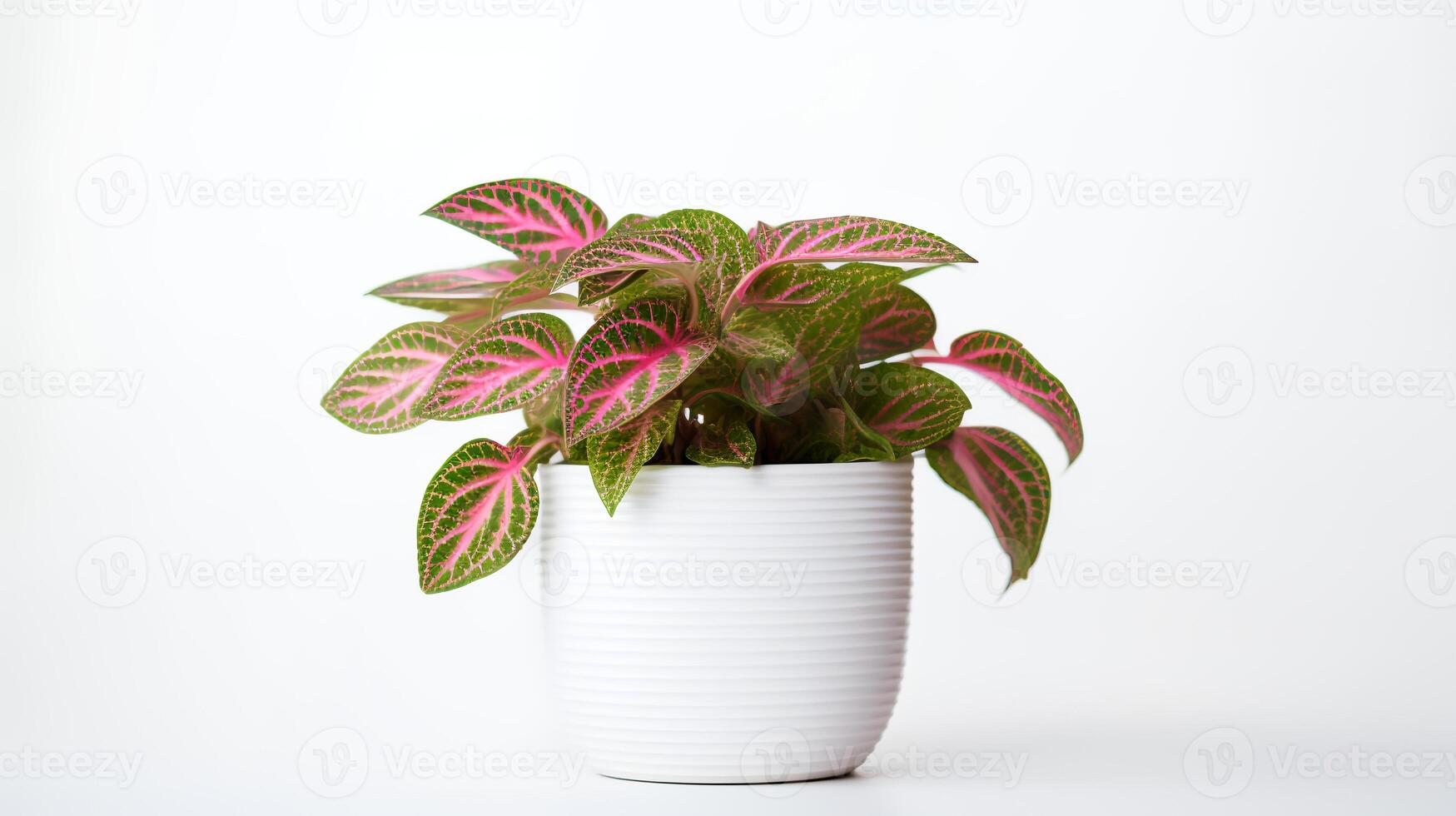 Photo of Fittonia in minimalist pot as houseplant for home decoration isolated on white background. Generative AI