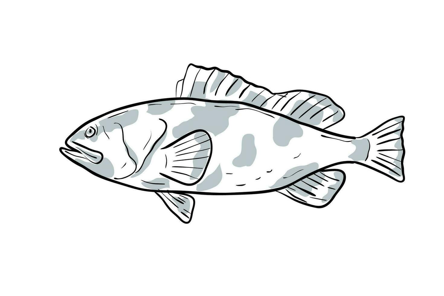 Red Grouper Fish Gulf of Mexico Cartoon Drawing vector