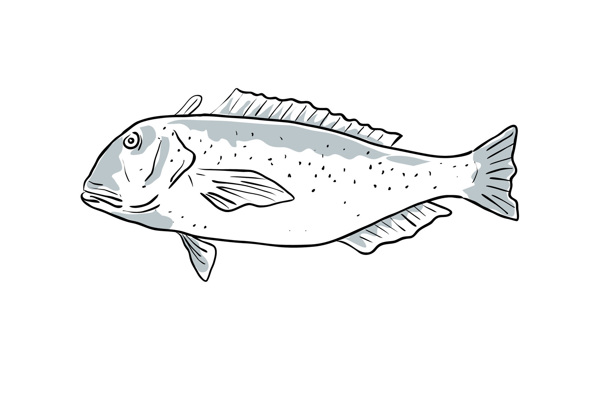 Golden Tilefish Fish Gulf of Mexico Cartoon Drawing 26726699 Vector Art