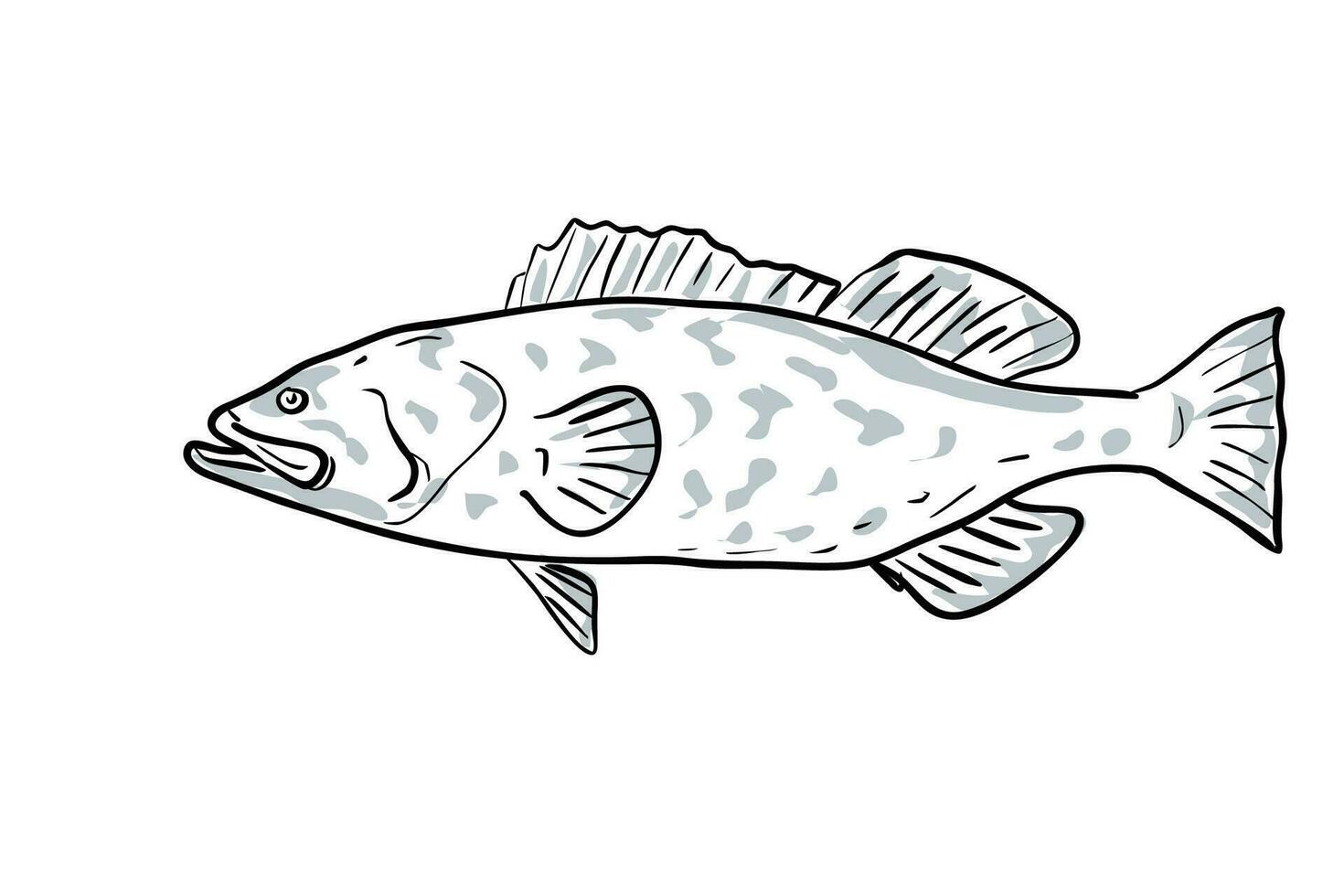 Gag Grouper Fish Gulf of Mexico Cartoon Drawing vector