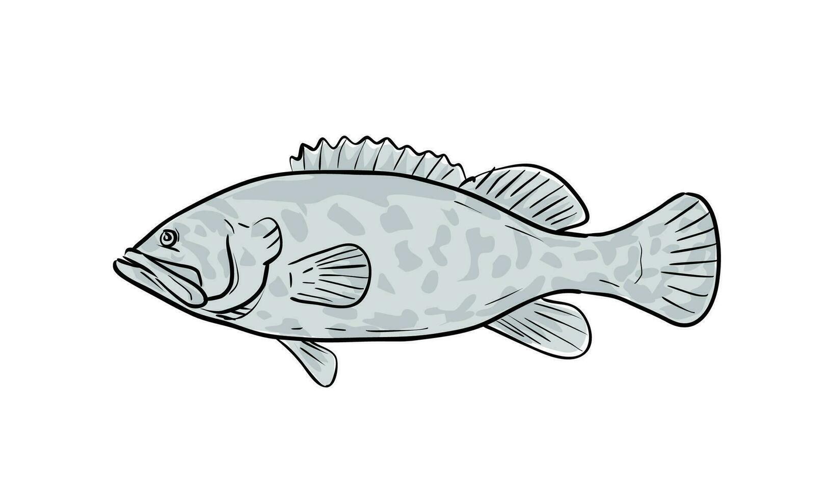 Atlantic Goliath Grouper Fish Gulf of Mexico Cartoon Drawing vector