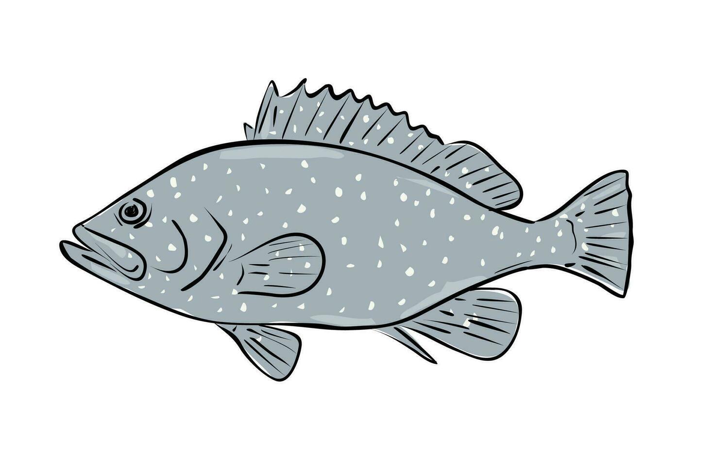 speckled hind grouper Fish Gulf of Mexico Cartoon Drawing vector