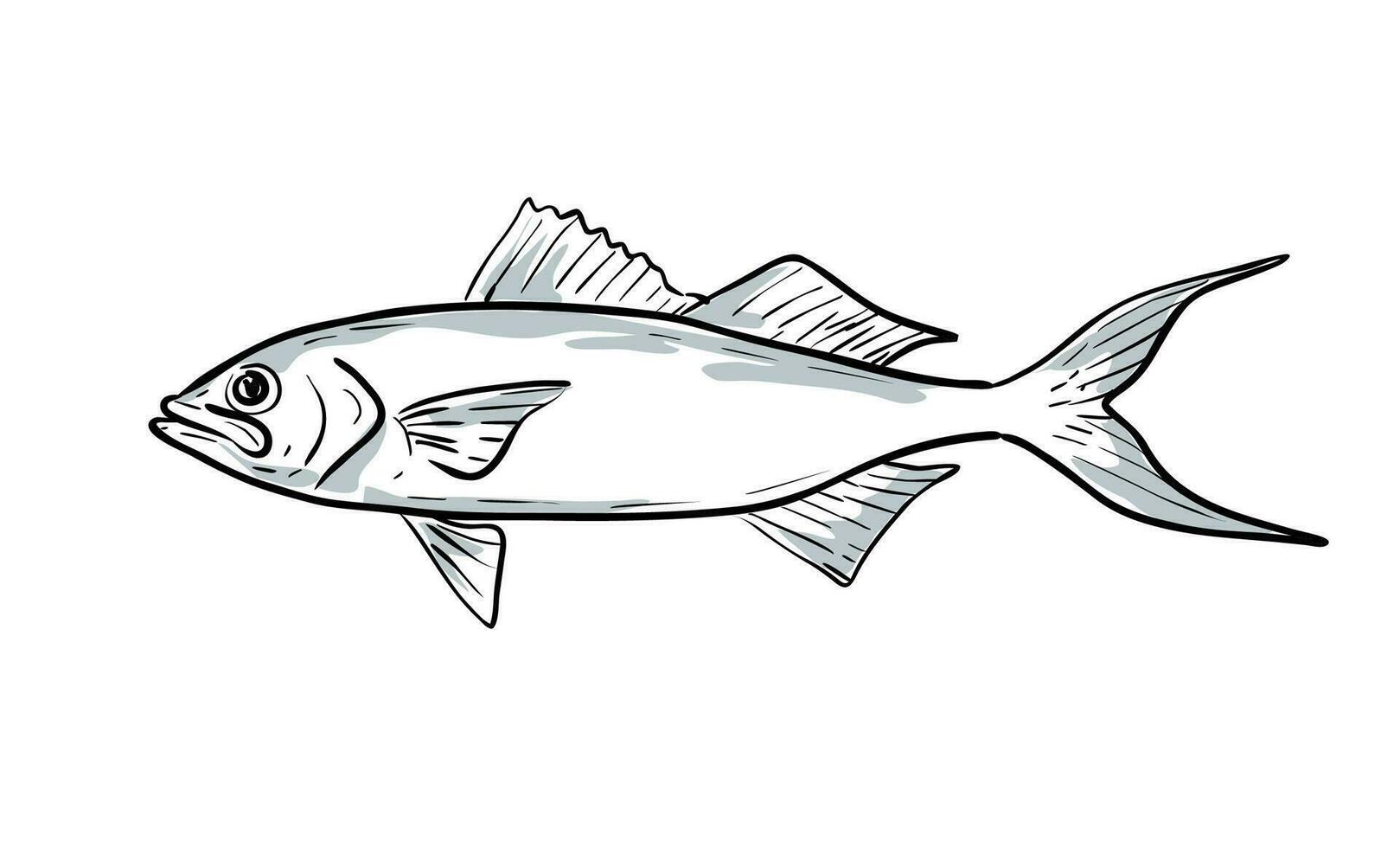 queen snapper Fish Gulf of Mexico Cartoon Drawing vector