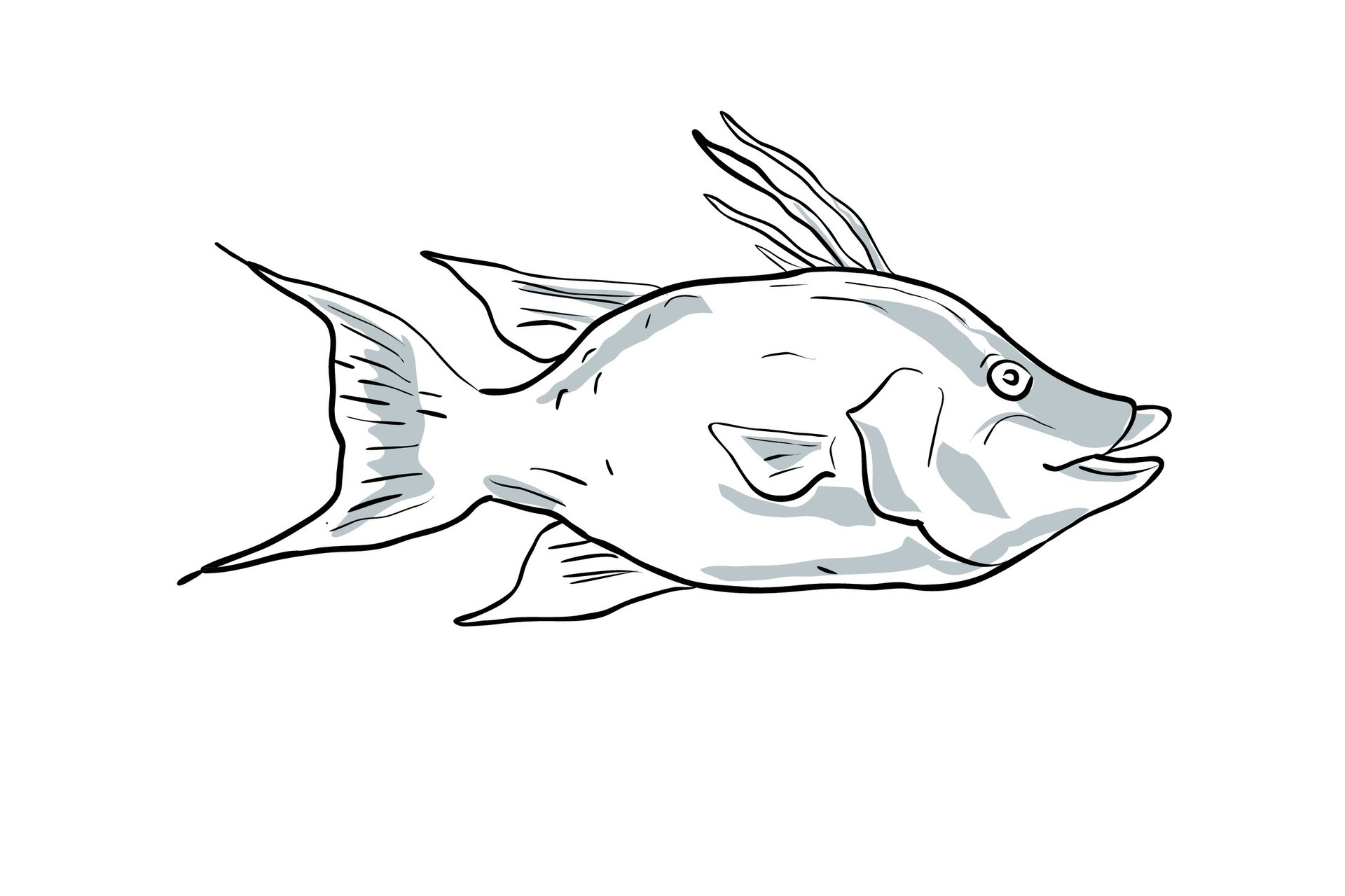 hogfish Fish Gulf of Mexico Cartoon Drawing 26726732 Vector Art at Vecteezy