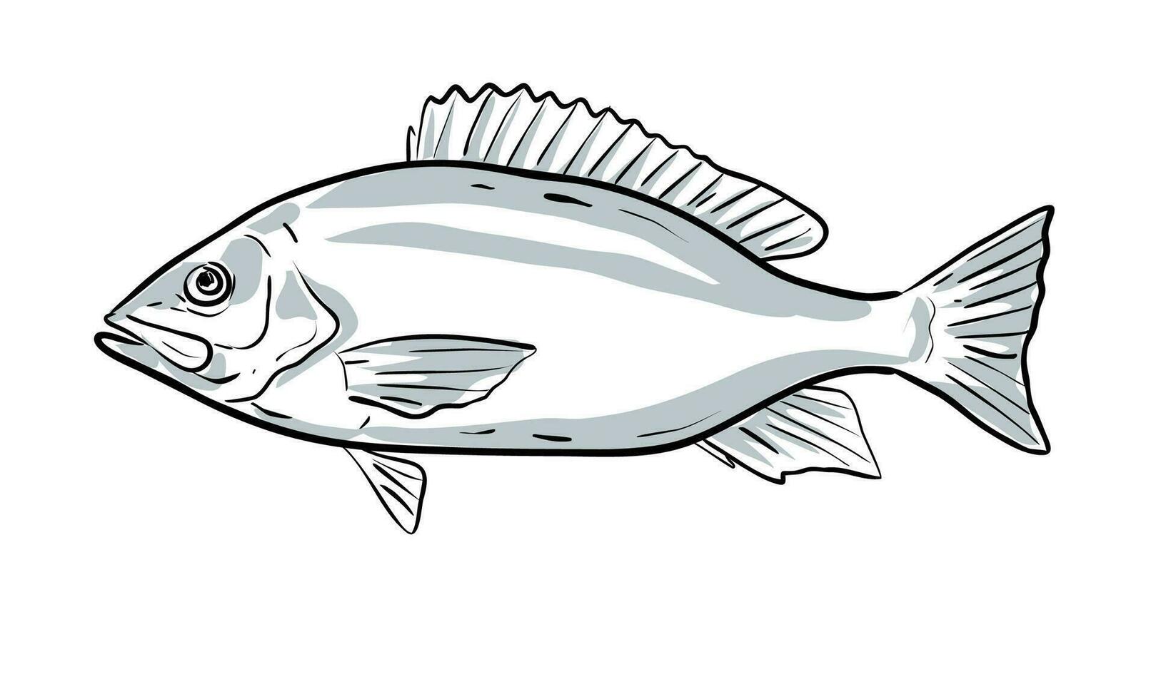 Red Snapper Drwaing vector