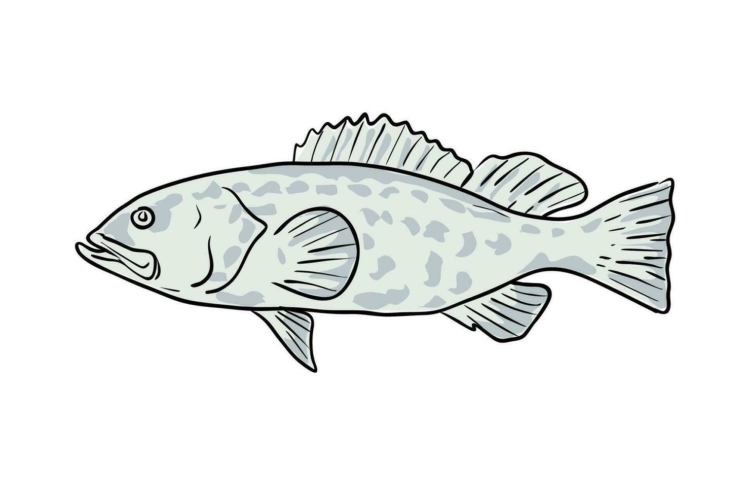 Black Grouper Fish Gulf of Mexico Cartoon Drawing vector