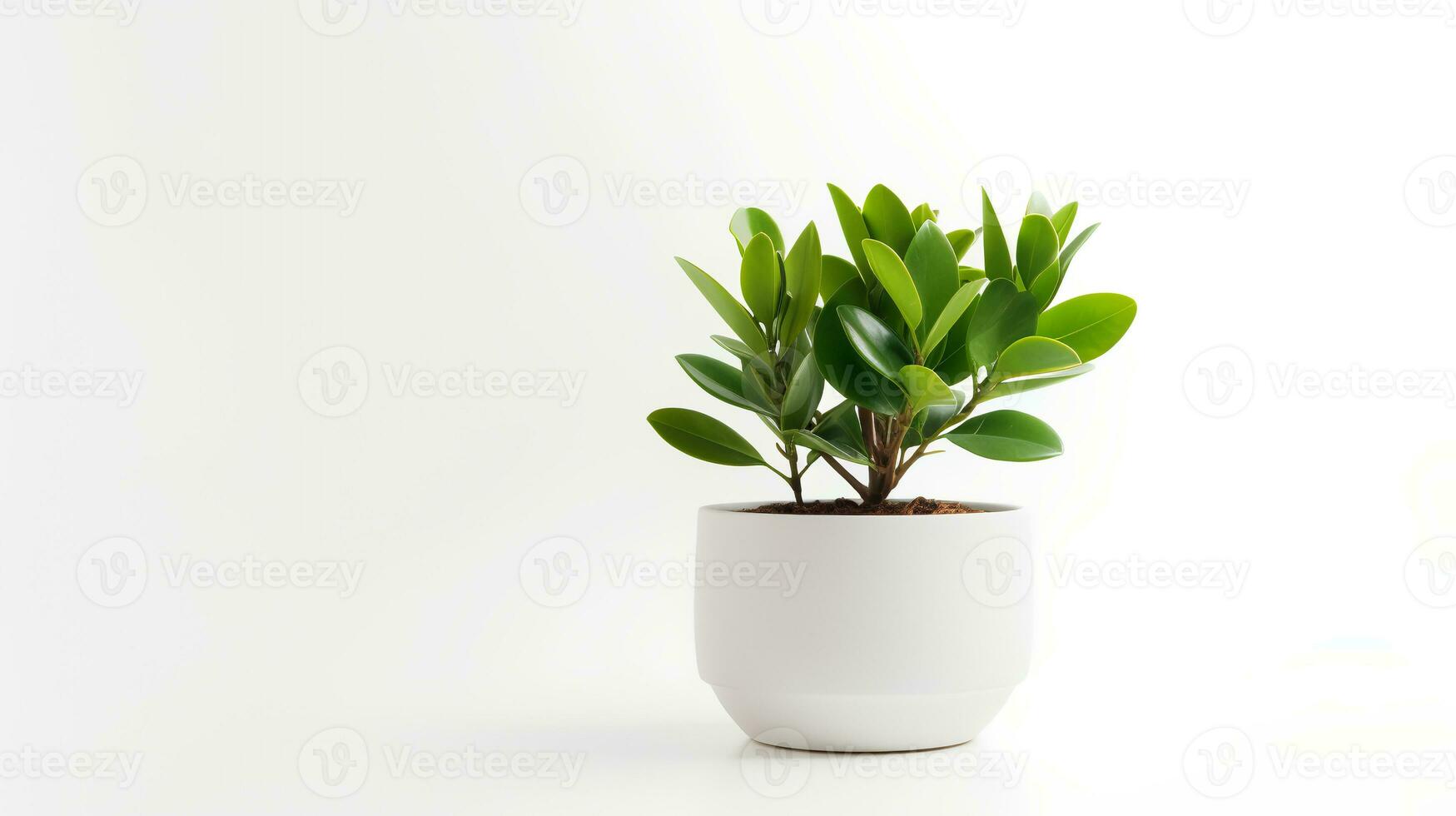 Photo of Zamioculcas zamiifolia in minimalist pot as houseplant for home decoration isolated on white background. Generative AI