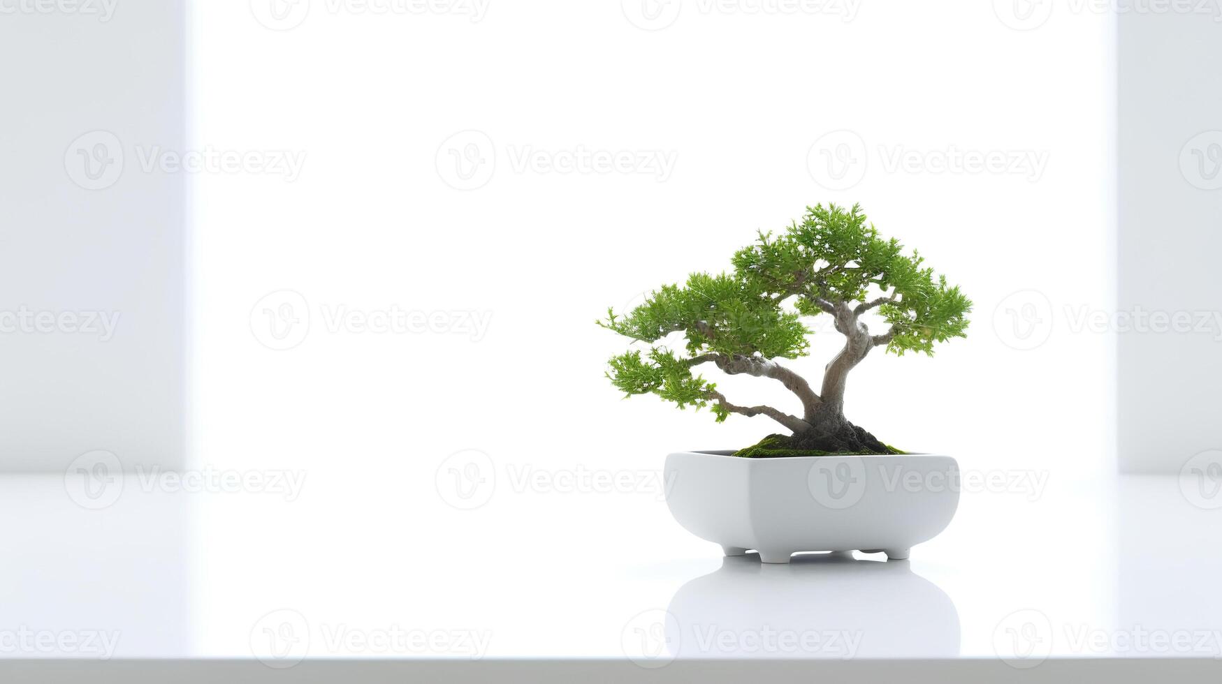 Photo of bonsai in minimalist pot as houseplant for home decoration isolated on white background.