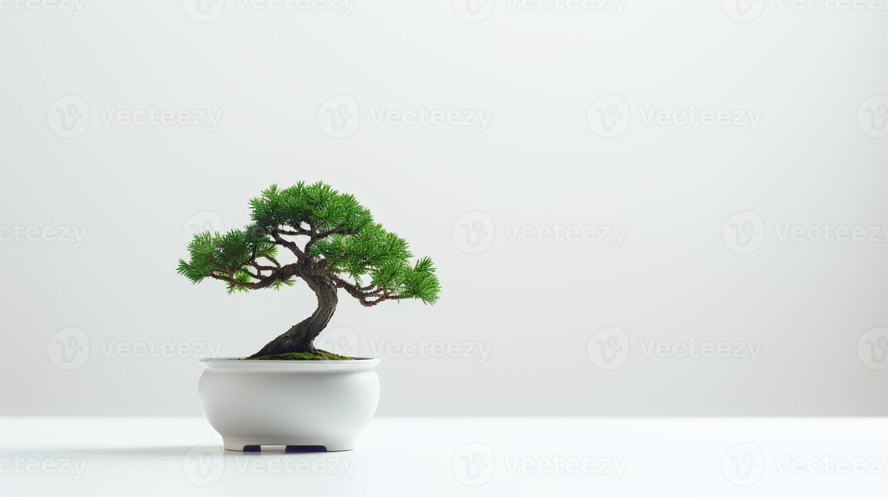 Photo of bonsai in minimalist pot as houseplant for home decoration isolated on white background.