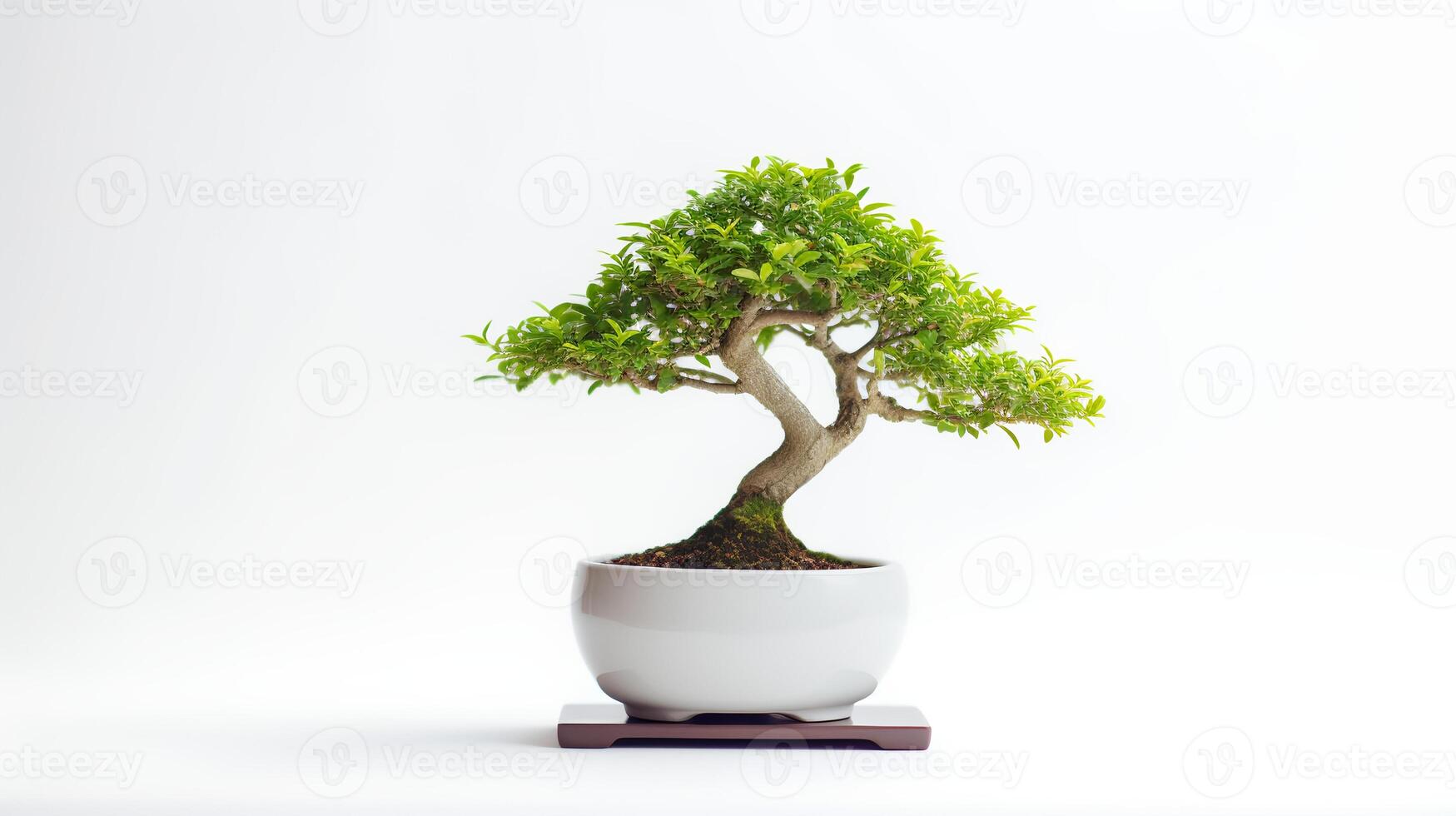 Photo of bonsai in minimalist pot as houseplant for home decoration isolated on white background.