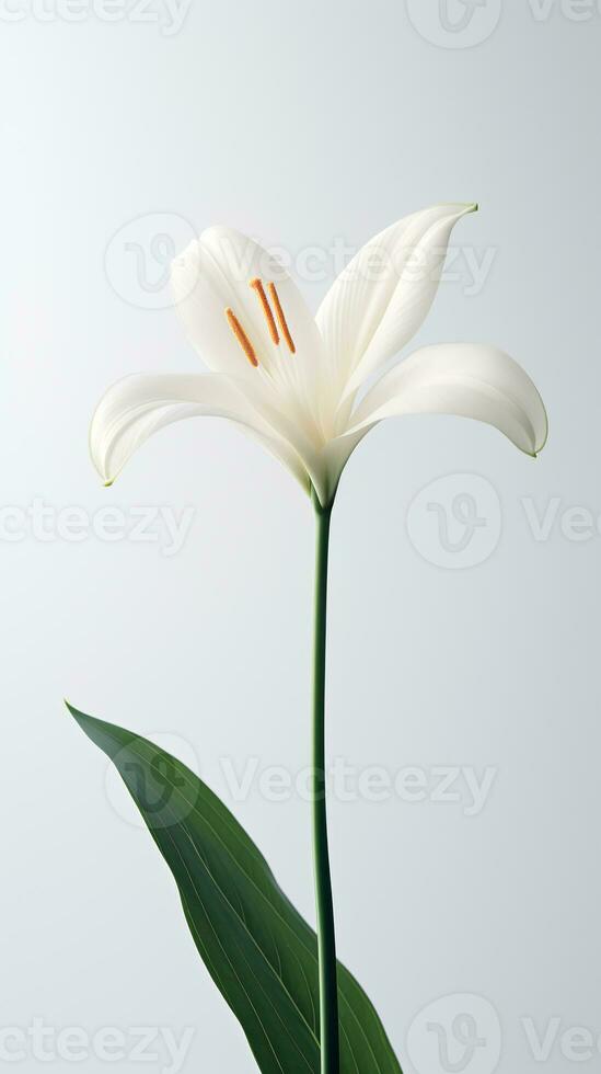 Photo of one stalk of lily flower isolated on white background. Generative AI