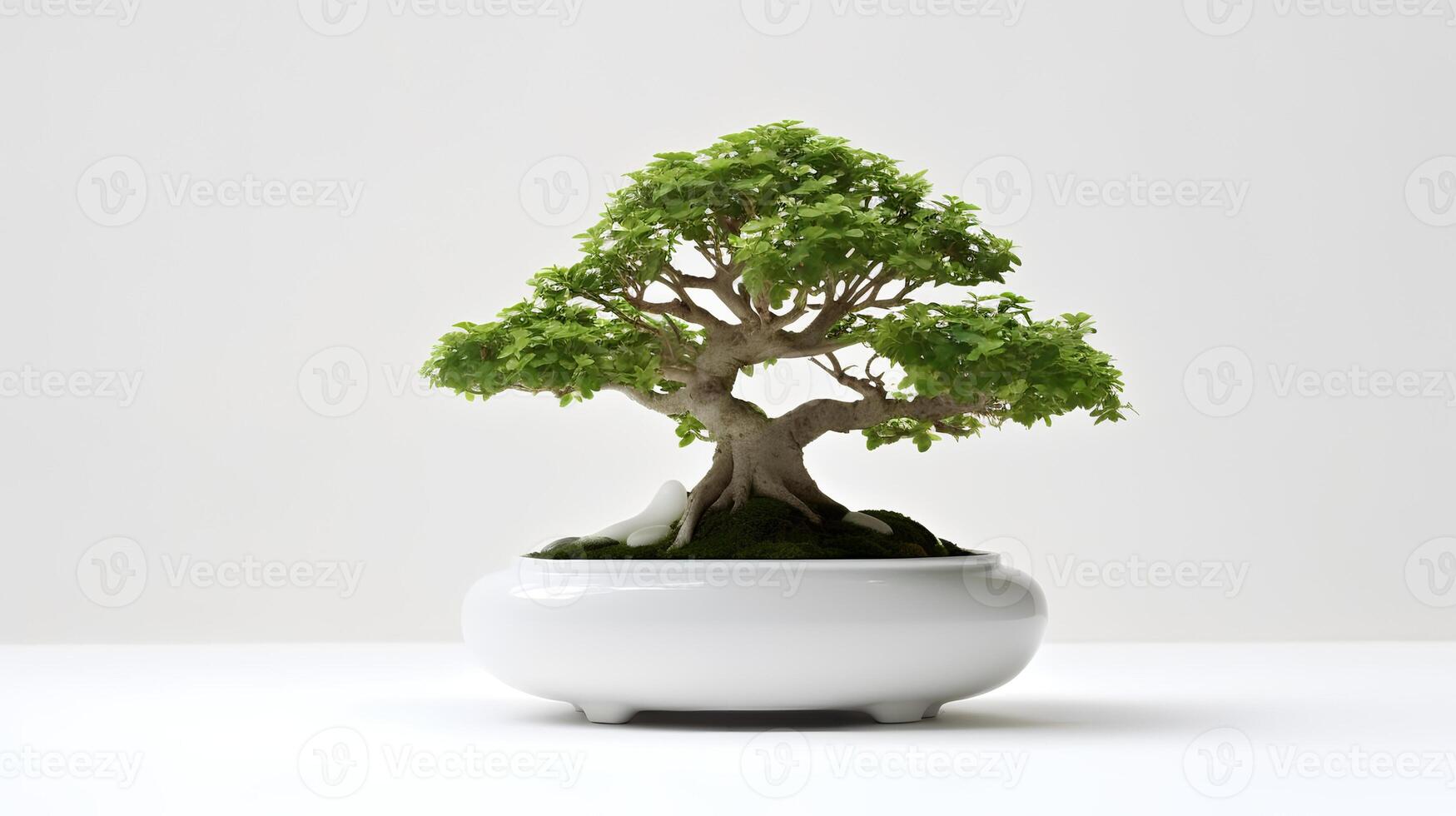 Photo of bonsai in minimalist pot as houseplant for home decoration isolated on white background.