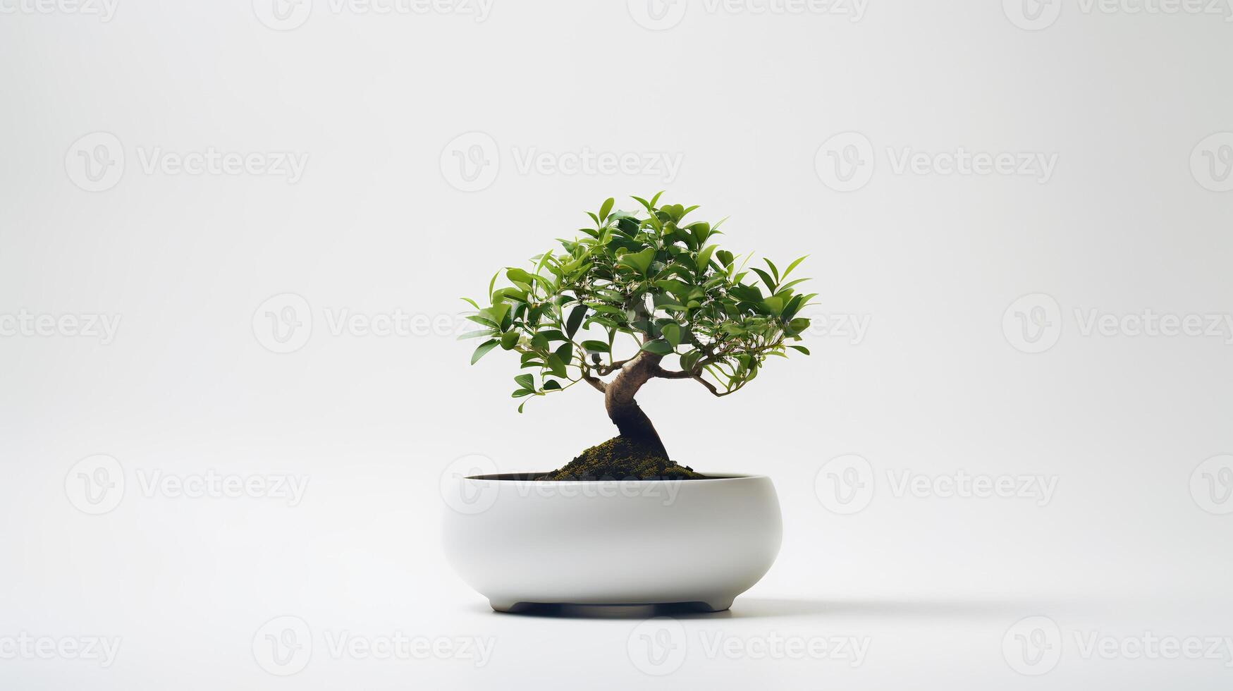 Photo of bonsai in minimalist pot as houseplant for home decoration isolated on white background.