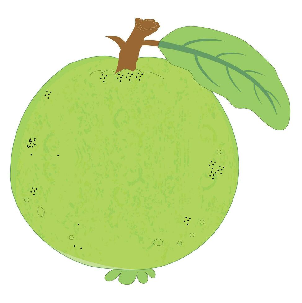 Gava Fruit, Green Sweet Gava Fruit vector