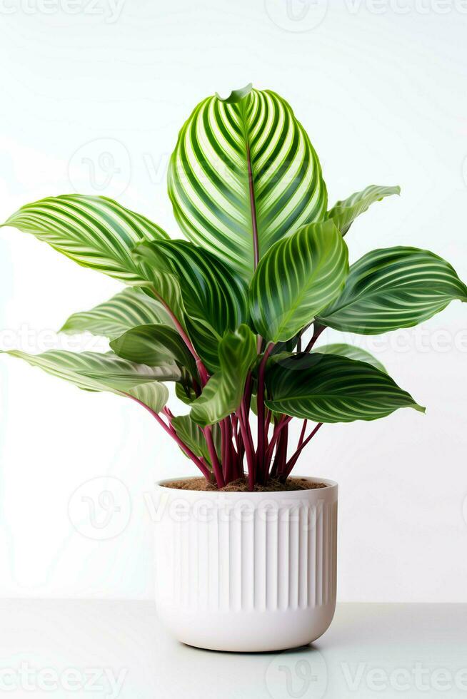 Photo of Calathea orbifolia in minimalist pot as houseplant for home decoration isolated on white background. Generative AI