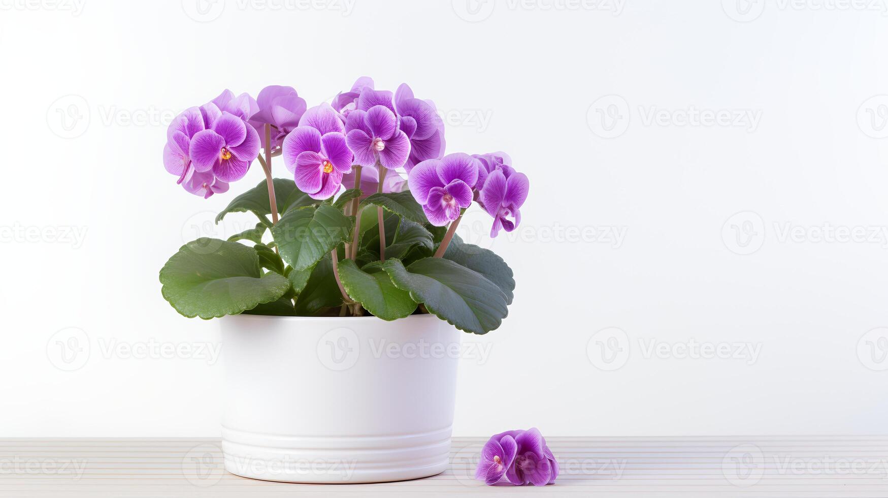 Photo of Saintpaulia in minimalist pot as houseplant for home decoration isolated on white background. Generative AI