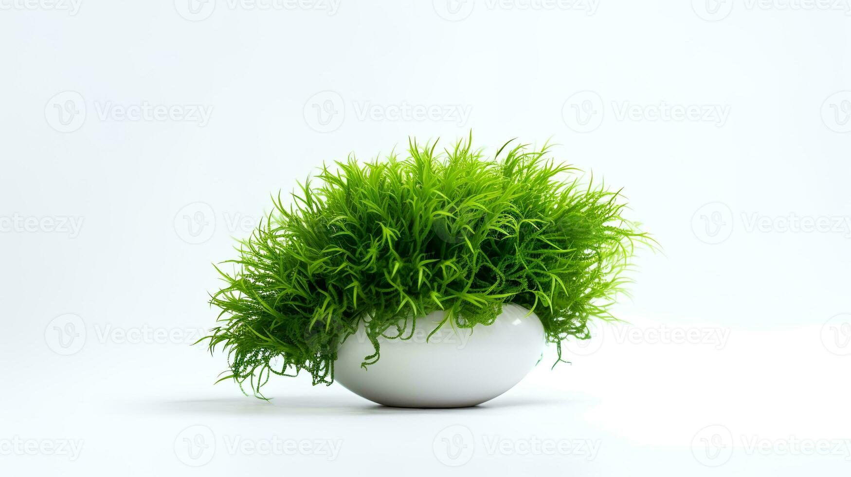 Photo of Java Moss in minimalist pot as houseplant for home decoration isolated on white background. Generative AI