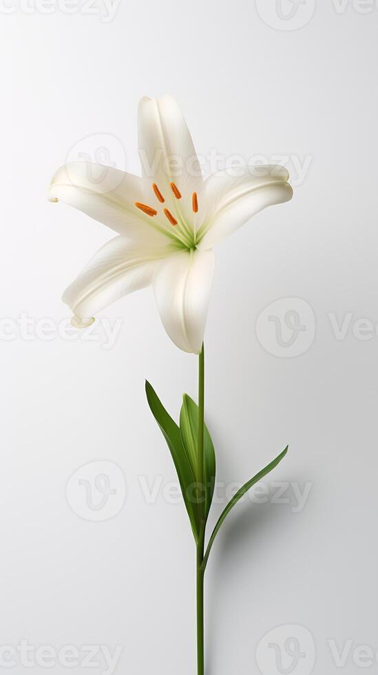 Photo of one stalk of lily flower isolated on white background. Generative AI