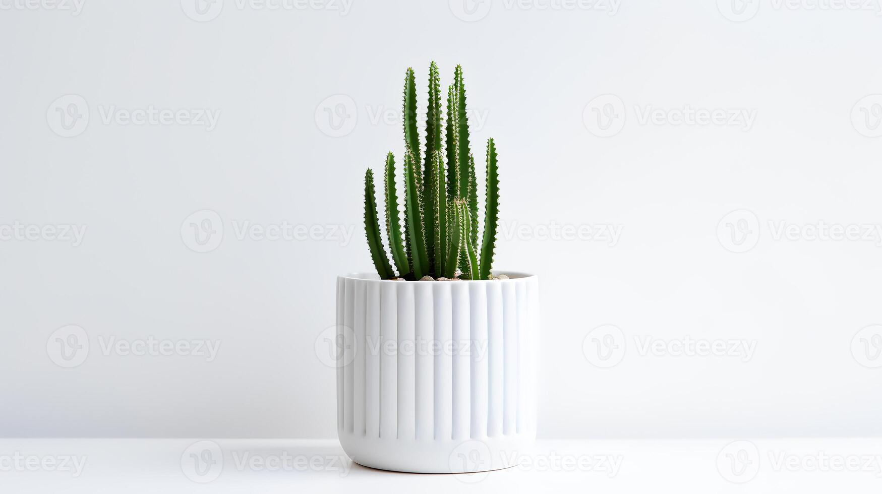 Photo of Organ pipe cactus in minimalist pot as houseplant for home decoration isolated on white background.