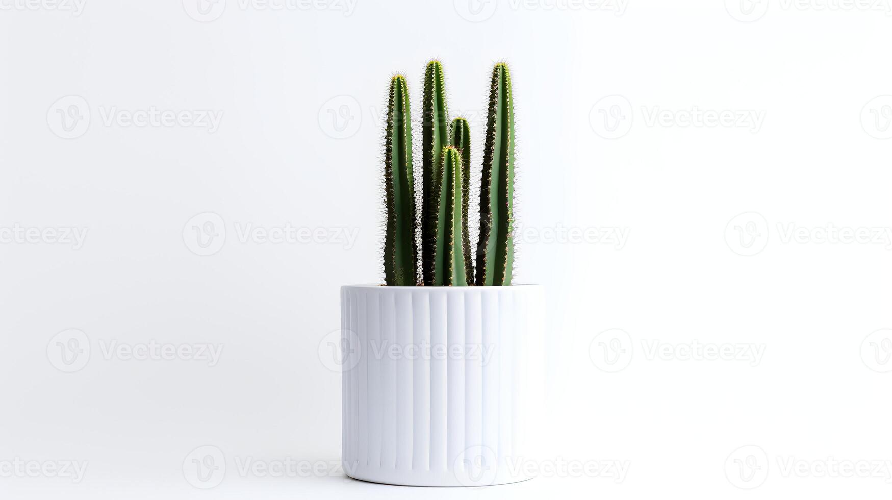 Photo of Organ pipe cactus in minimalist pot as houseplant for home decoration isolated on white background.